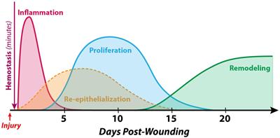 The Spectrum of Scarring in Craniofacial Wound Repair